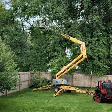 Best Hedge Trimming  in Moraga, CA