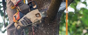 Best Tree Cabling and Bracing  in Moraga, CA