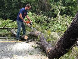 Best Tree Health Inspection  in Moraga, CA
