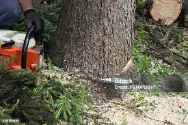 Best Arborist Consultation Services  in Moraga, CA