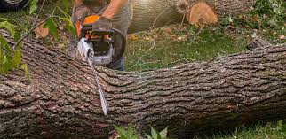 Best Tree Maintenance Programs  in Moraga, CA