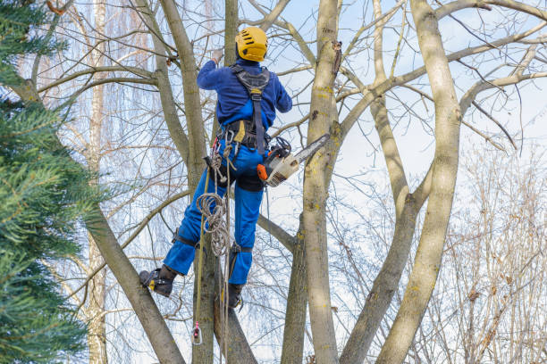 Best Stump Grinding and Removal  in Moraga, CA