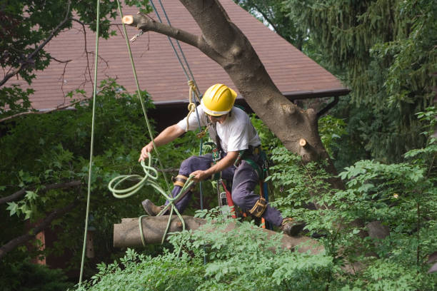 Best Aeration Services  in Moraga, CA