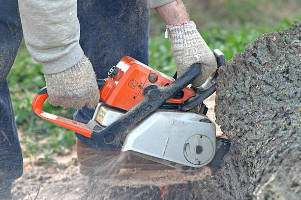 Best Firewood Processing and Delivery  in Moraga, CA