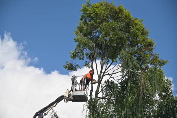 Best Tree Trimming and Pruning  in Moraga, CA