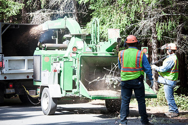 Best Palm Tree Trimming  in Moraga, CA