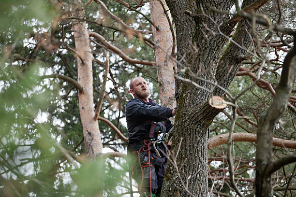 Trusted Moraga, CA Tree Care Experts