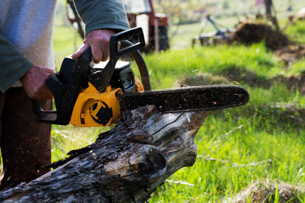 Best Lawn Disease Treatment  in Moraga, CA