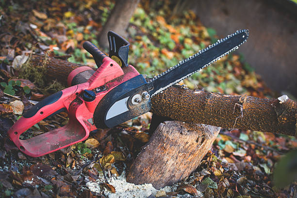 Best Root Management and Removal  in Moraga, CA