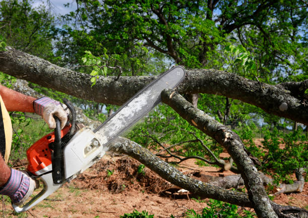 How Our Tree Care Process Works  in  Moraga, CA