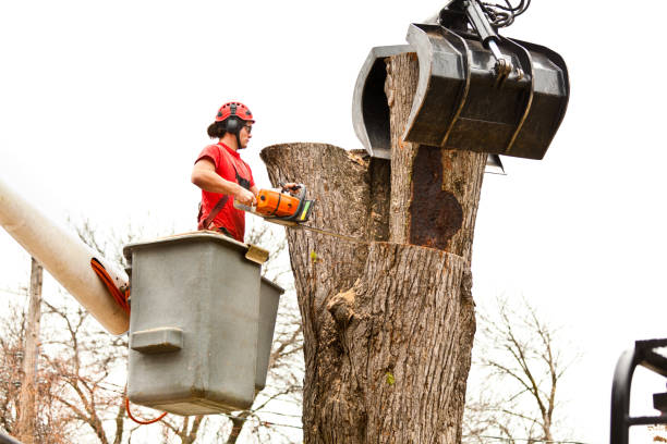Best Tree and Shrub Care  in Moraga, CA