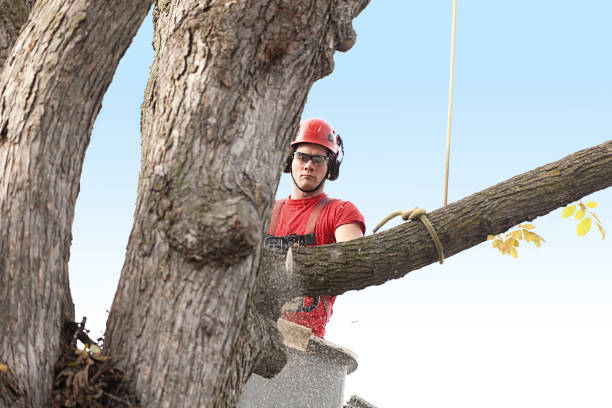 Best Tree Risk Assessment  in Moraga, CA